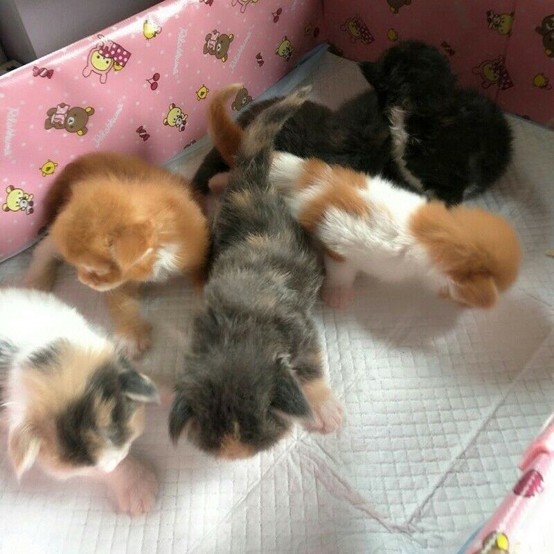 20PCS Multi - Size Pet Diaper Pet Dog Super Absorbent Urine Training Pad De