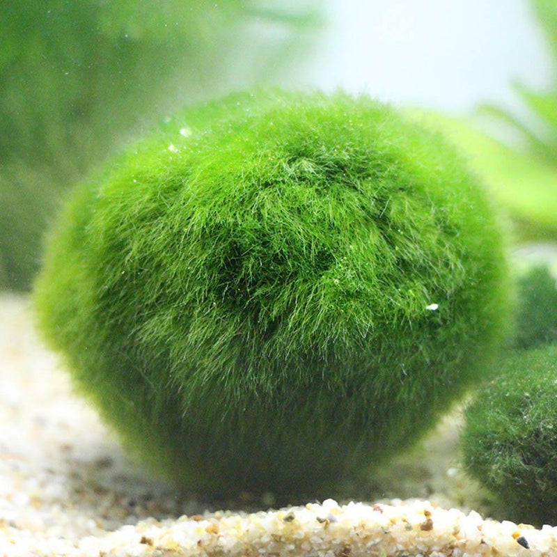 4cm Aquarium  Live aquarium Green Algae Ball plant Fish tank betta sea Decro