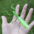 Summer Insect Statue Tree Lawn Ornament DIY Animal Sculpture Decor