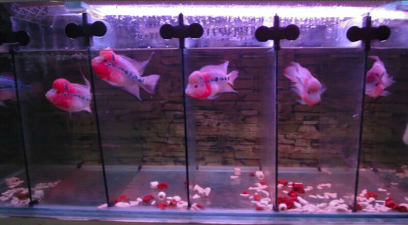 5pcs X Black Plastic Divider Sheet Holder Suction Cups for Aquarium Fish Tank TE