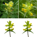600 x Samen Wildblumensamen Gelb Gelb Cispy Nasenblume O3C0 Pflanzen P3Z2