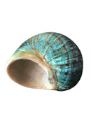 9-12cm Natural Green Shell Conch Coral Sea Snail Starfish Fish Tank Decoration