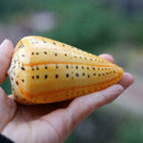 1PC Sea Shell Natural Conch Specimen Beach DIY Decor Aquarium Home U8J0