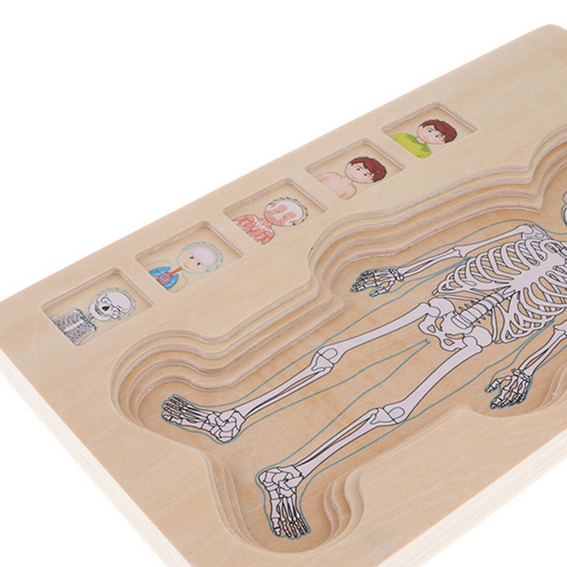 5-Layer Wooden Boy Body Puzzle, Help Your Boy Learn His Own Body Structure
