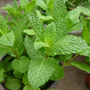 500pcs spearmint seeds mint mentha herb green home garden flower plant decor @LJ