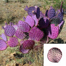 Hot 50 stk Red Cactus Pad Purple Santa Rita Opuntia New A1J2 Garden Home Ru I9B8