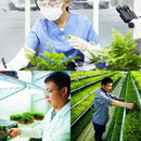 Treating Mildew &Root Rot Diseases Soil Disinfectant Plant Sterilization Gro ly