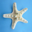 2pcs Natural Starfish Sea Star shell Making DIY Craft Decor
