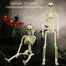 Halloween Poseable Human Jointed Skeleton Full Life Size Props Party Decoration
