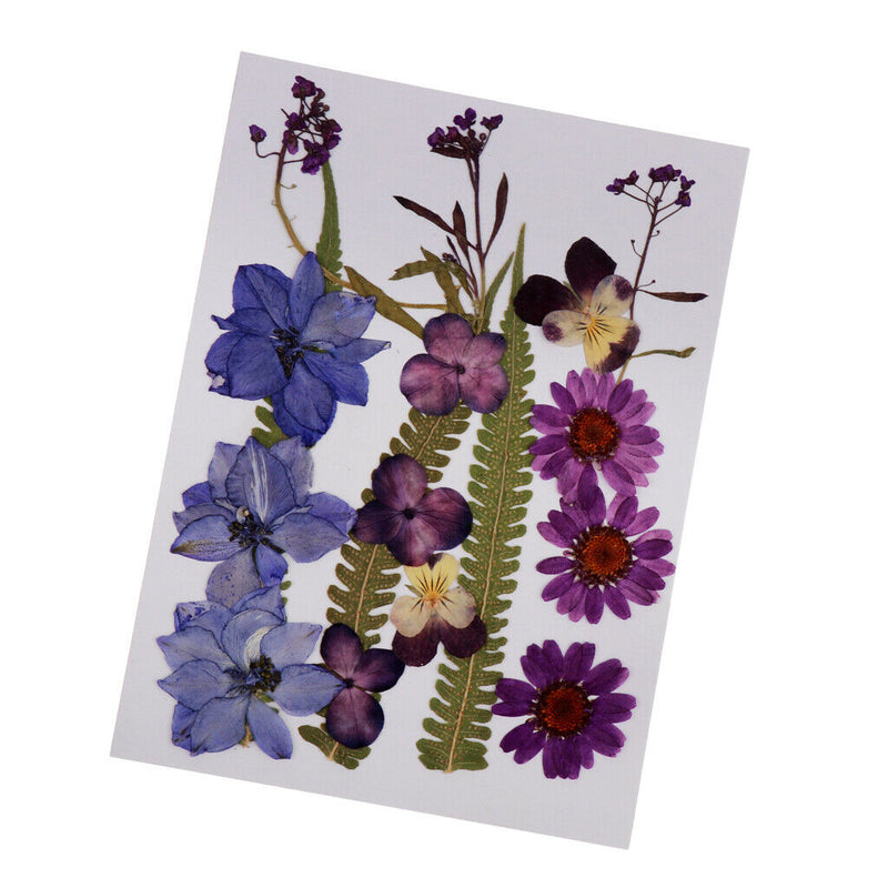 1 Set Assorted Pressed Dried Flowers Card Scrapbooking Phone Cover Crafts