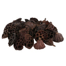 60pcs Natural Dried lotus pod Flowers Fruit for floral decor crafts DIY