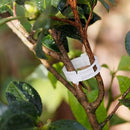 100Pcs Tomato and Veggie Garden Plant Support Clips Trellis Twine Greenhouse