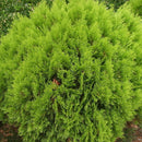 100x Arborvitae Siberian Carpet Cypress Arborvitae Garden, Tree Everg Z2A9 V5R6