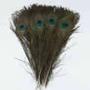 10Pcs x Natural Peacock Tail Feathers-Natuatal Color G6W1