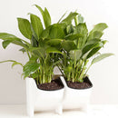 6Set Self Watering Flower Pot Garden Grow