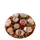 50 Lithops Seeds Living Stones Succulent Cactus Bulk Seed Pot Decor ly