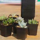 10Pcs Small Square Pot Plastic Flower Pot Succulent Flower Pot Nursery