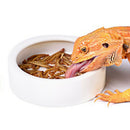 2 Pcs Reptile Ceramic Feeding Dish Food Water Bowl Feeder Worm Basin Tray