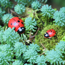 100x Ladybird Mini Self Adhesive Wooden Ladybugs Toppers Mini 0.39 inch Hot K1I4