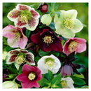 5D Diamond Painting Cross Stitch Mosaic Needlework (WLL1481 Red Flower)