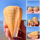1PC Sea Shell Natural Conch Specimen Beach DIY Decor Aquarium Home U8J0