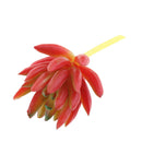 Set of 2 Artificial Succulent Flower Real Touch Simulation Faux Plant 310