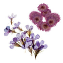 20 x Pressed Dried Daisy & Lobelia Flower Embellishments Card Making Crafts