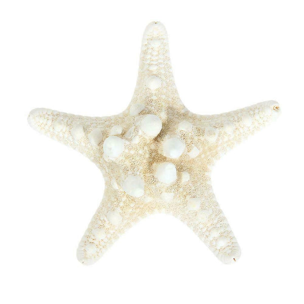 Natural Sea Star Girl Hair Stick Pins Lady Hair Clip Clamp Head Accessories #gib