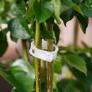 Plant Fixed Vine Tomato Stem Clip Support Connection Lattice Winding Cage  XWY
