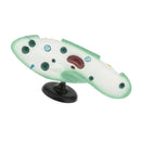 Paramecium Biological For Science Study Display Teaching  Education