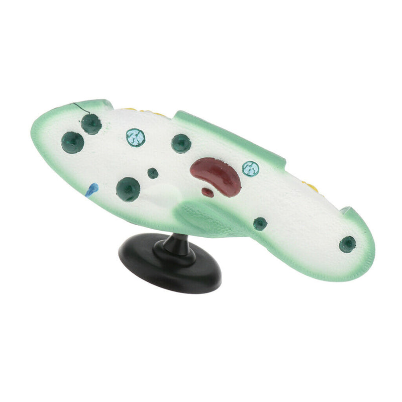 Paramecium Biological For Science Study Display Teaching  Education