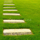 1000 stk/pack Rasensamen SunGrass Rasen Pro Grassamen I0O8 Saatg Rasen I8E9