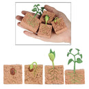 Nature Plant Seeds Growth Portico Pre-school Learning Imaginatio