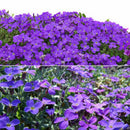 200X bag cascade purple aubrieta flower seeds perennial ground cover romanticLJ