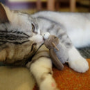 Cat Toys Animal Sound Interactive Squeaking Cat Toys Melody Chaser Toys for C1Q1