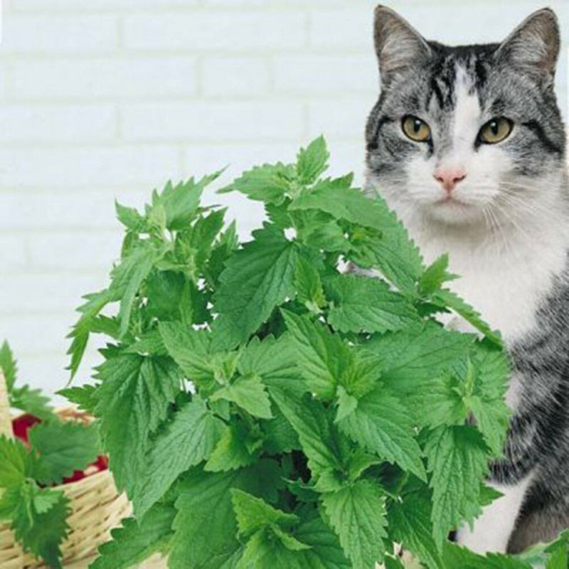 Pet supplies natural fancy cat dried catnip novelty kitten relax catmint toyGGLJ