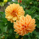 30x Colorful Dahlia Large Bloom Flower Perennials Bulbs 2018' Garden Plant C5J4