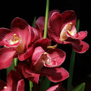 100 PCS Chinese Cymbidium Orchid Indoor Potted Flowers Orchid Cicada Q2Z1 S Q5T5