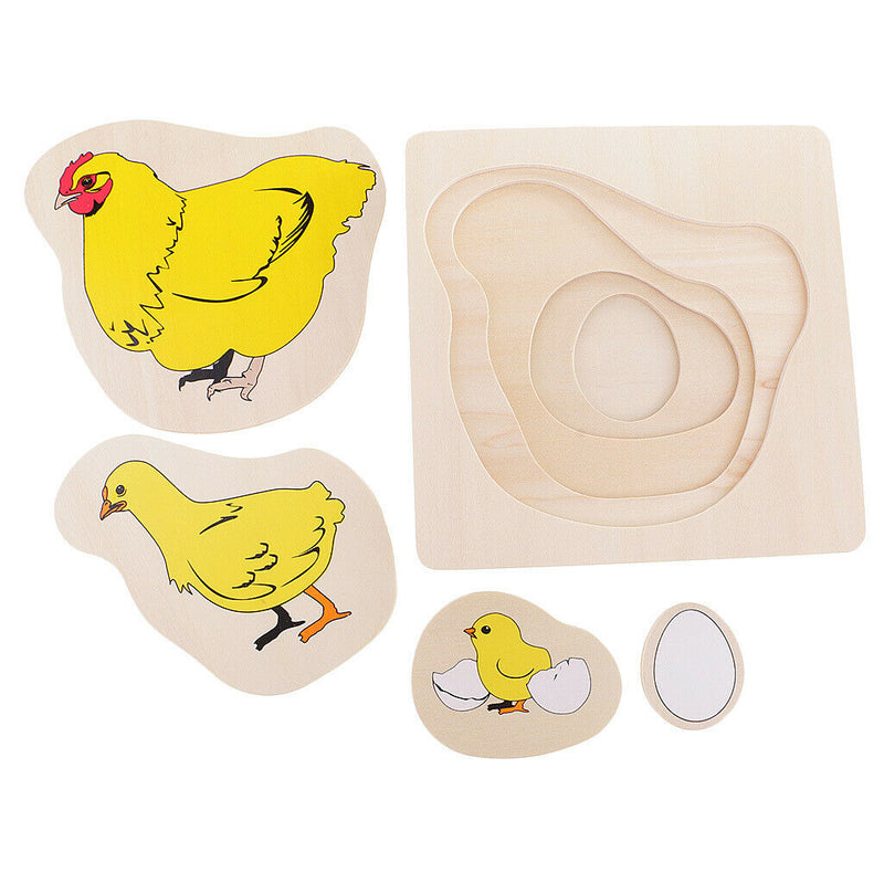 Montessori Materials The Evolution Process Of Hens For Kids Early Education