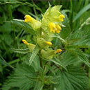 600 x Samen Wildblumensamen Gelb Gelb Cispy Nasenblume O3C0 Pflanzen P3Z2