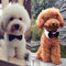 Fashion Adjustable Adorable Cotton Dogs Cat Pet Tie Necktie Collar Bowties