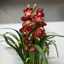 100 PCS Chinese Cymbidium Orchid Indoor Potted Flowers Orchid Cicada Q2Z1 S Q5T5