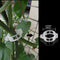 150 Pcs Plant Support Garden Clips,Tomato Vine Clips,Tomato Trellis Clips f