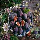 30pcs Fig Tree Seeds Greek Honey Fig Amazing Variety Exotic Delicious Fr  R^i