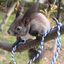 Animal Leash Rope For Hamster Mouse Squirrel Sugar Glider Harness Leashe Z