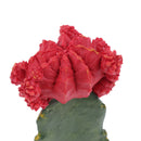 Set of 2, Plastic Terrarium Bamboo Leaf & Cactus Plant Animals Habitat for