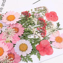 Natural Pressed Embossed Dried Flowers Sweet Pink Daisy Makeup Floral Crafts