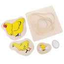 Montessori Materials The Evolution Process Of Hens For Kids Early Education