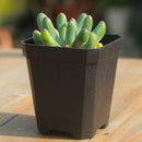 Set of 25- Trade Gallon Nursery Black Plastic thermoformed plants Pots Flower#