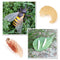 Simulation the Life Cycle of Spider Insect Growing 4 Stage Educational Toys